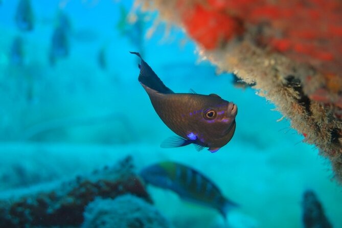 Scuba Diving Experience at Arguineguin and Puerto Rico - Boarding The Boat Near Arguineguin And Puerto Rico