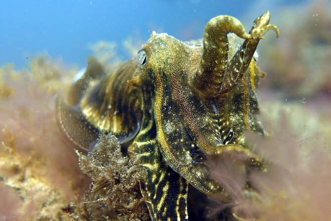Scuba Diving Experience for Beginners in Gran Canaria - Health checks, age limits, and flying afterward