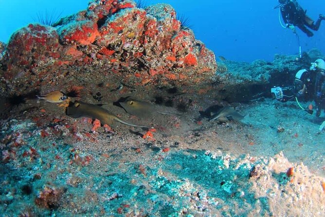 Scuba Diving Experience for Beginners in Ponta de São Lourenço - What the underwater time may feel like