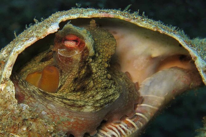 Scuba Diving Experience for Beginners in Ponta de São Lourenço - Why the two-person limit matters