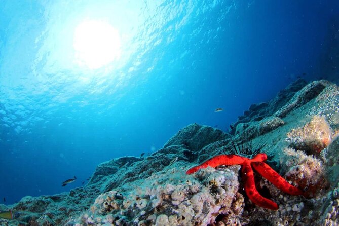 Scuba Diving Experience for Beginners in Ponta de São Lourenço - Price, value, and what is included