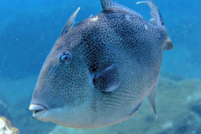 Scuba Diving Experience for Beginners in Ponta de São Lourenço - Who should book this experience