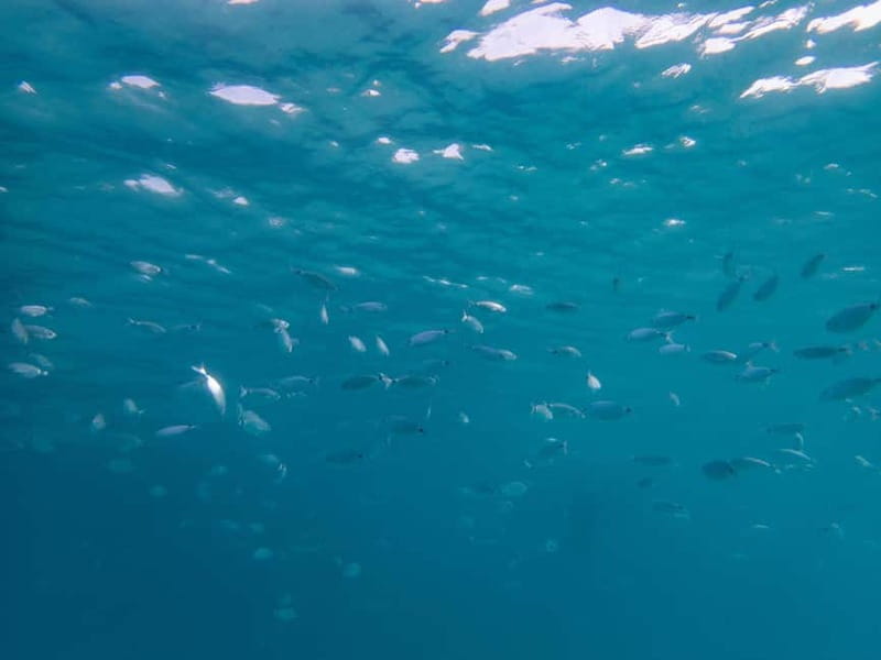 Scuba diving experience in La Maddalena : Baptism of the sea - The first underwater session, shallow and controlled