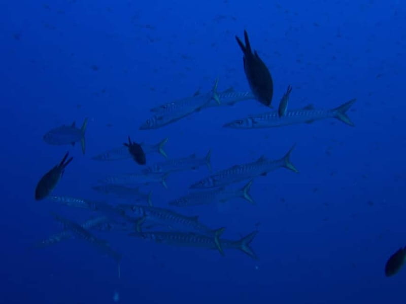 Scuba diving experience in La Maddalena : Baptism of the sea - The La Maddalena National Park setting