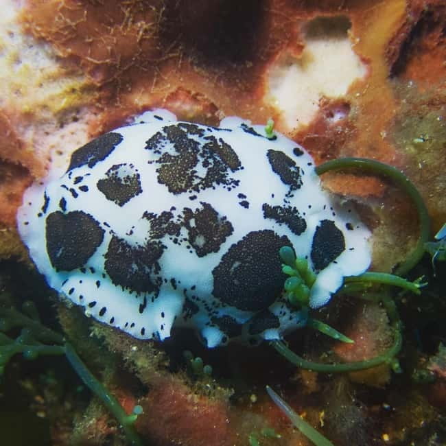 Scuba diving experience in La Maddalena : Baptism of the sea - How the instructor support shapes the experience