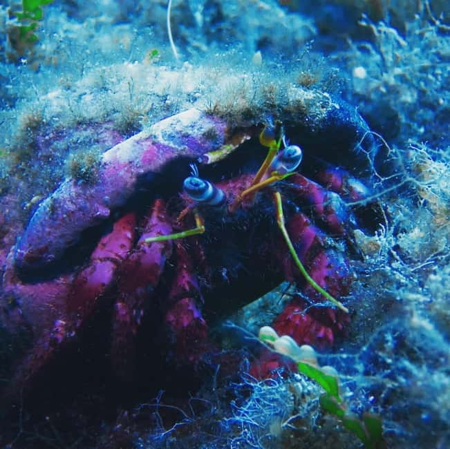 Scuba diving experience in La Maddalena : Baptism of the sea - What the $192.58 price really includes