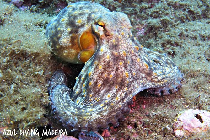 Scuba Diving Experience in Madeira - The sea session reaches 12 metres