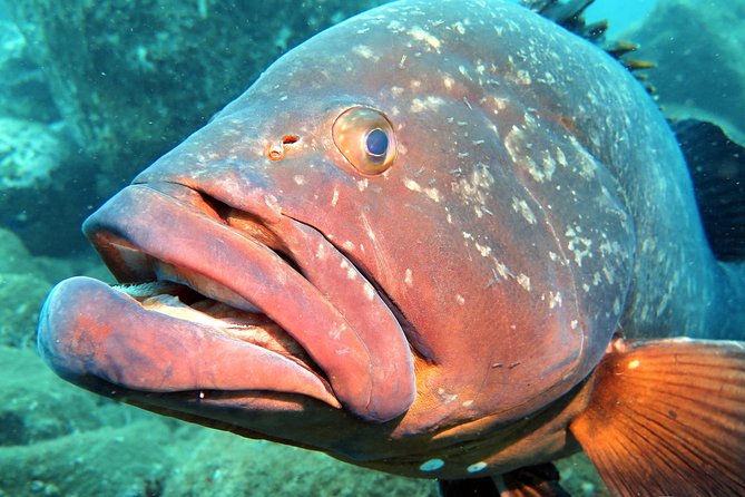 Scuba Diving Experience in Madeira - What you may see below the surface