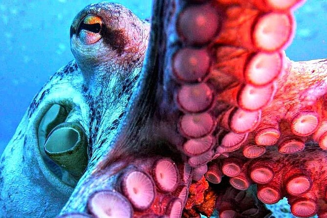 Scuba Diving Experience in Madeira - The instructors are the strongest part