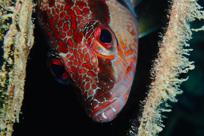 Scuba Diving Experience in Taormina - Shore access or a boat trip