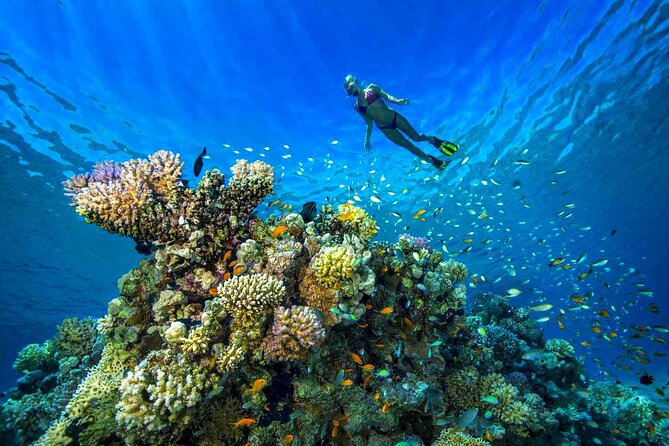 Scuba Diving Experience with Lunch & Transfer from Hurghada - The second stop and the snorkeling choice