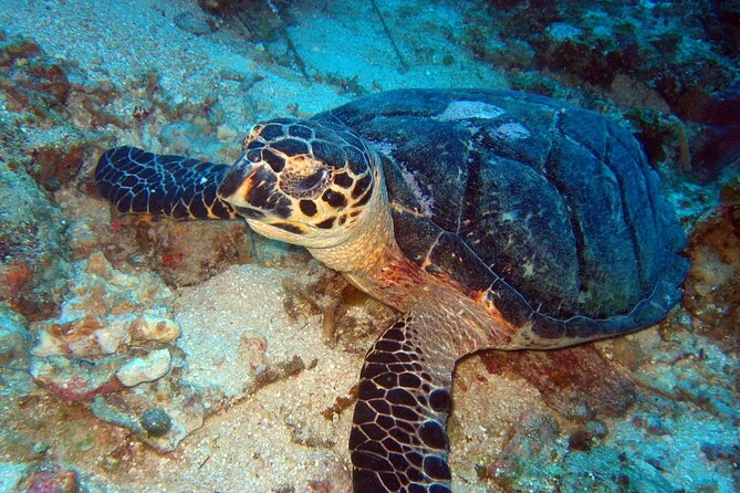 Scuba Diving for Beginners in Acapulco - The second session and a chance to build confidence