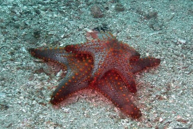 Scuba Diving for Beginners in Acapulco - Meeting point, pickup, and timing
