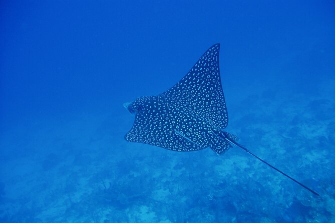 Scuba Diving for Beginners in Acapulco - The 15-minute boat ride and first lesson