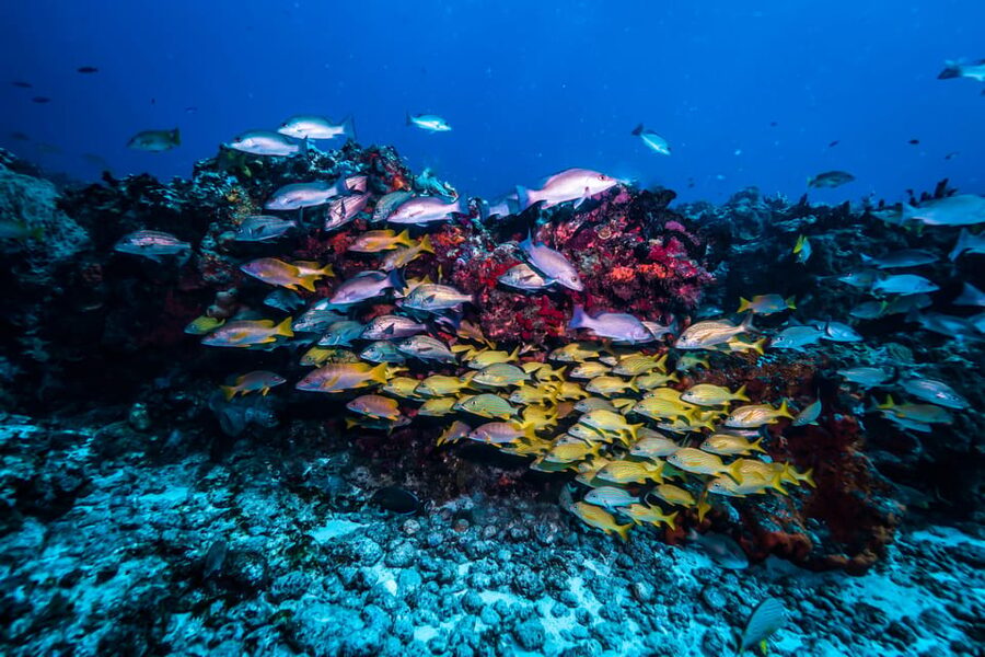 Scuba diving for beginners in crystal clear sea of Halkidiki - Why Halkidiki Works So Well for a First Scuba Experience