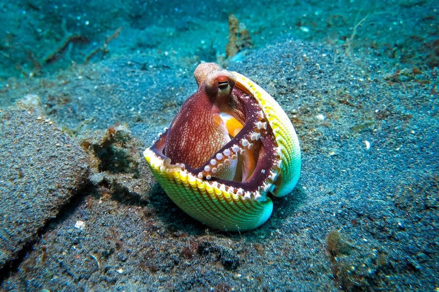 Scuba diving for beginners in crystal clear sea of Halkidiki - Practical Tips for a Smoother Morning