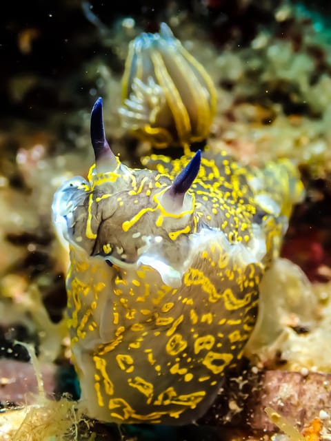 Scuba diving for beginners in crystal clear sea of Halkidiki - Meeting Reefs, Sponges, Corals, and Fish