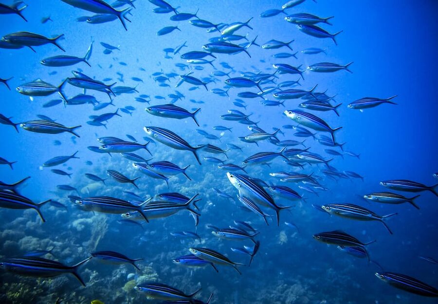 Scuba diving for beginners in crystal clear sea of Halkidiki - One Session or Two?