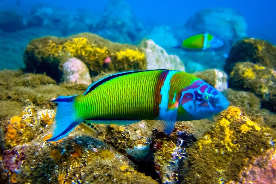 Scuba diving for beginners in crystal clear sea of Halkidiki - What $106 Includes, and What It Does Not
