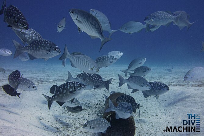 Scuba Diving for Beginners – Tulum Dive Machine - Taking the boat to Cuevitas Reef
