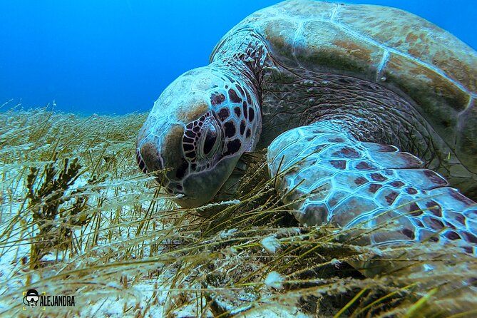 Scuba Diving for Beginners – Tulum Dive Machine - Why the small group matters