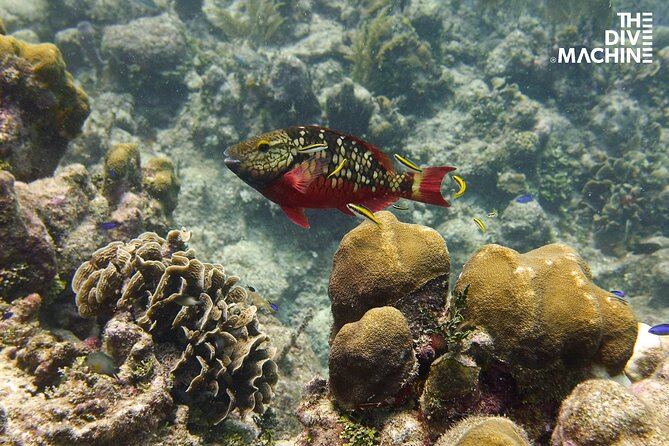 Scuba Diving for Beginners – Tulum Dive Machine - What the $198 price really covers