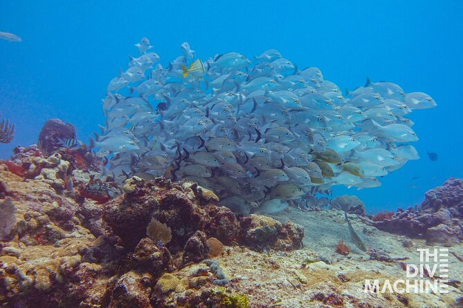 Scuba Diving for Beginners – Tulum Dive Machine - Timing, transport, and the flight rule