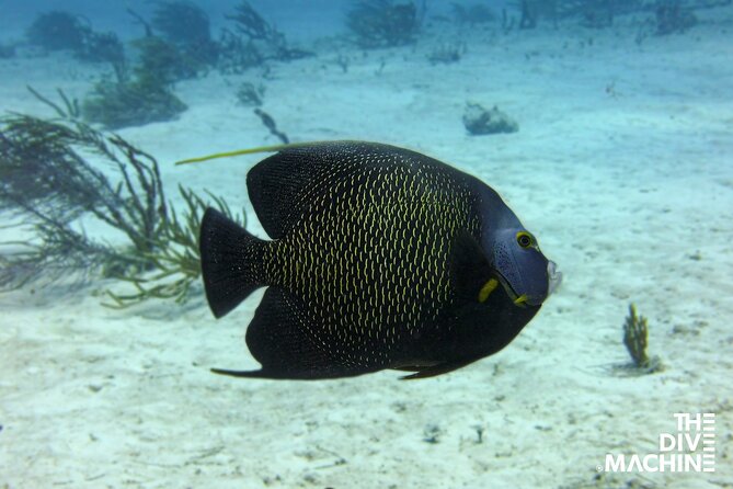Scuba Diving for Beginners – Tulum Dive Machine - Your first underwater session at Casa Cenote