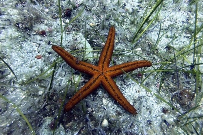 Scuba Diving for Beginners with a PADI Instructor near Heraklion - Why Agia Pelagia works for a first underwater session