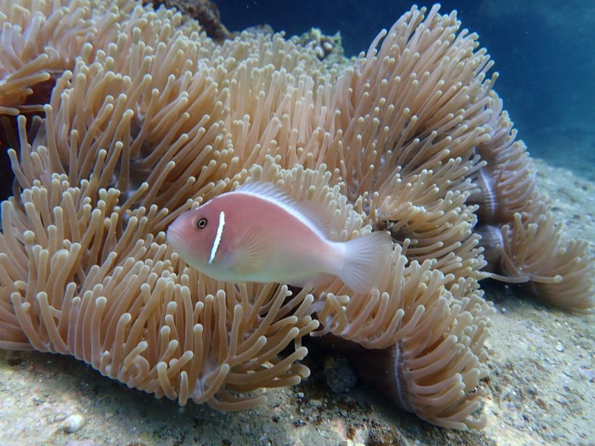 Scuba Diving for Beginners with Certified Diving Centre - Should you book it?