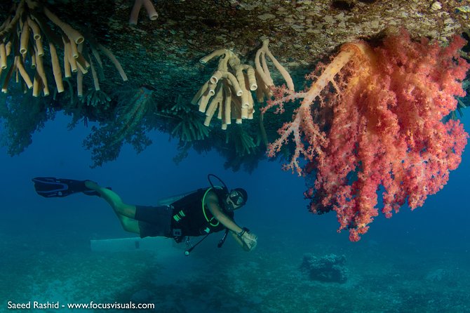 Scuba Diving for Certified Divers - Starting at 7:30 am in Aqaba