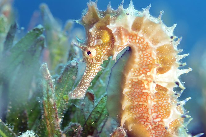 Scuba Diving for Certified Divers - Equipment is included, but fit still matters