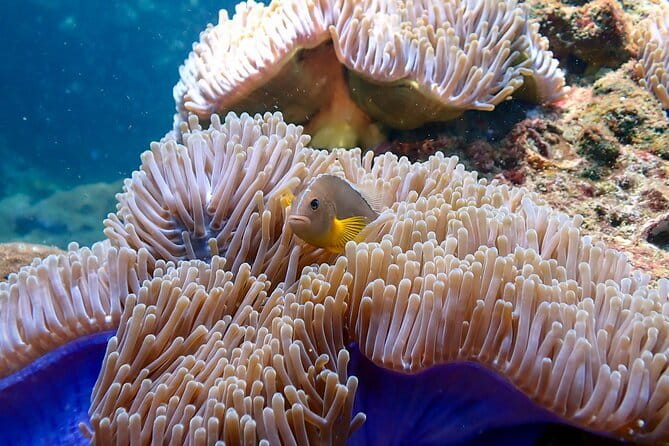 Scuba Diving for Certified Divers from Koh Yao Yai - A speedboat ride of about 20 minutes