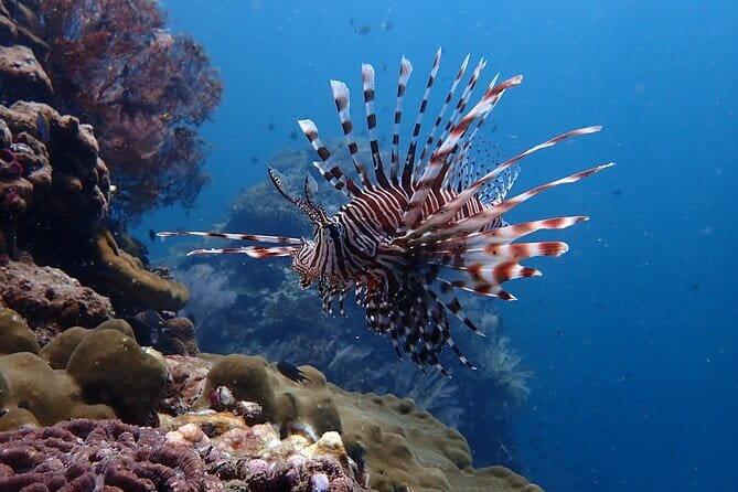 Scuba Diving for Certified Divers from Koh Yao Yai - Equipment and personal attention