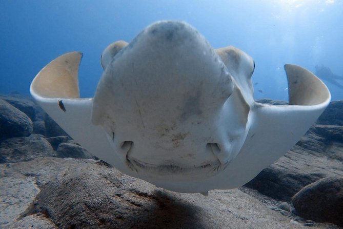 Scuba Diving for Certified Divers in Costa Adeje - Key points to know before booking