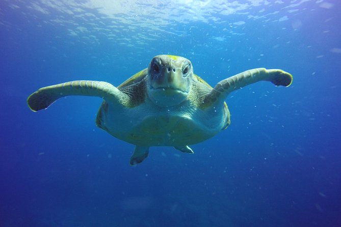 Scuba Diving for Certified Divers in Costa Adeje - A 2-hour-30-minute plan built around local conditions