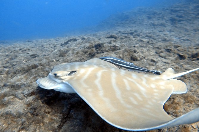 Scuba Diving for Certified Divers in Costa Adeje - How much personal attention do you receive?