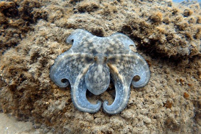 Scuba Diving for Certified Divers in Costa Adeje - Is $66.37 good value?