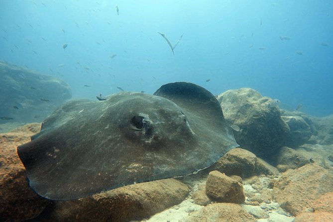 Scuba Diving for Certified Divers in Costa Adeje - What happens on the boat and at the site