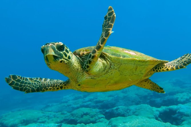 Scuba Diving from Dalyan - What this Dalyan scuba experience is really like