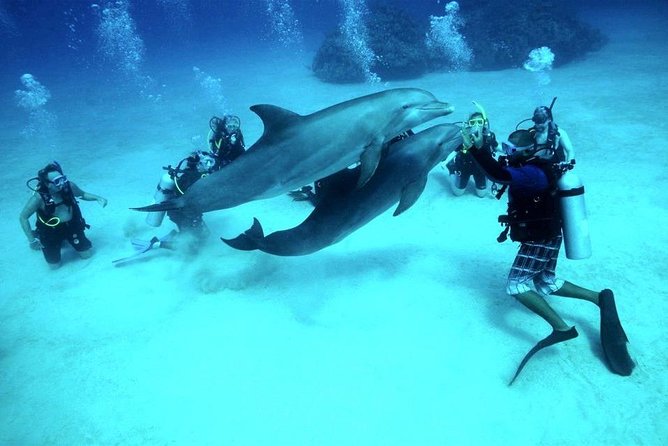 Scuba Diving Full Day Boat Trip for beginners With Lunch & Transfer – Hurghada - Booking advice, cancellation, and useful preparation