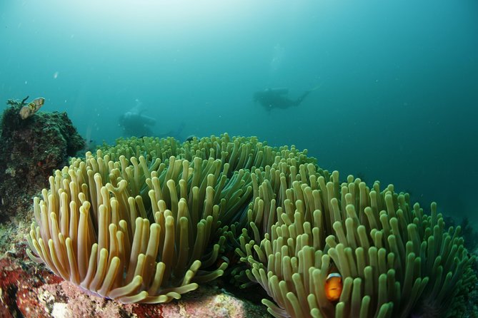 Scuba Diving in Boracay: SSI Basic Diver for Beginners - The video and classroom briefing