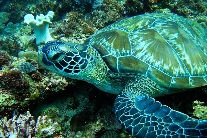 Scuba Diving in Boracay: SSI Basic Diver for Beginners - Who will enjoy this most