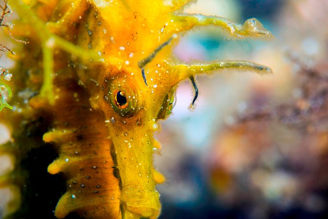 Scuba diving in Calabria, Italy - Why a flexible Calabria route works so well