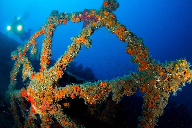 Scuba diving in Calabria, Italy - Wrecks, reefs, and sea life instead of a fixed postcard stop