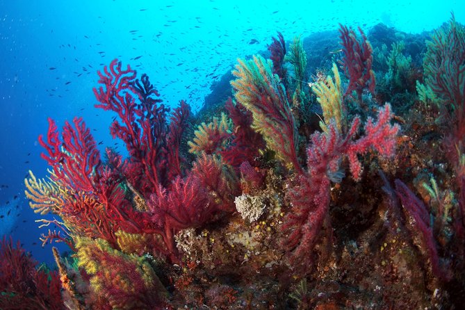 Scuba diving in Calabria, Italy - How the $42.01 price measures up