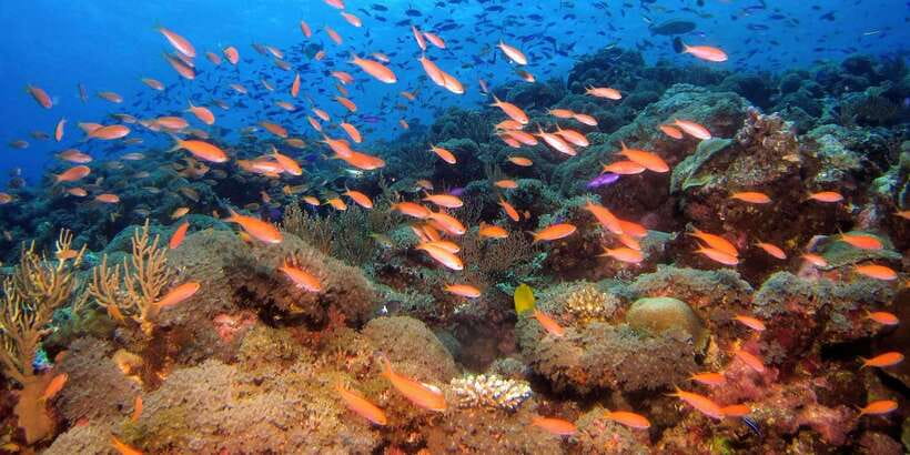 Scuba Diving in Colombo - Why Colombo is an unusual place for wreck exploration