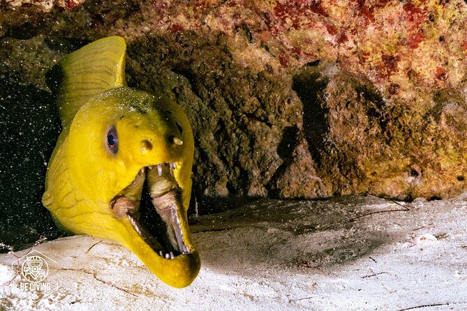 Scuba Diving in Cozumel Island - Returning to Cozumel’s Fonatur marina