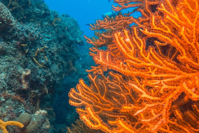 Scuba Diving in Cozumel Island - Two underwater sessions with a four-person limit