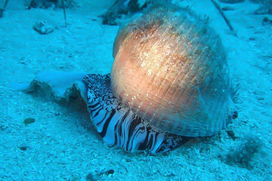 Scuba Diving in Dubrovnik: 1 Dive for Certified Divers - Choosing among 12 Adriatic sites